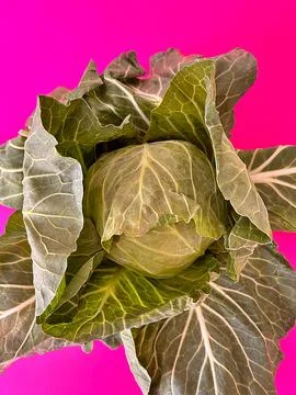 Cabbage Stock Photos