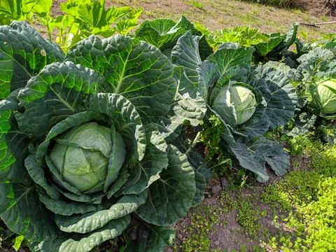 Cabbage Stock Photos