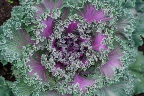 Cabbage Stock Photos