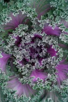 Cabbage Stock Photos