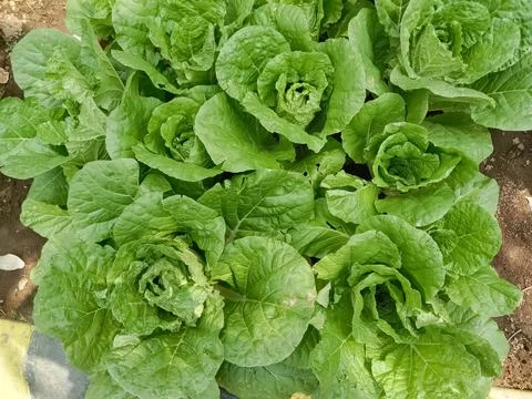 Cabbage Stock Photos