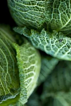 Cabbage Stock Photos