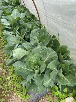 Cabbage Stock Photos