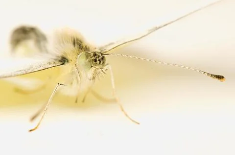 Cabbage pieris Stock Photos