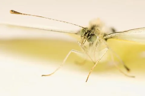 Cabbage pieris Stock Photos