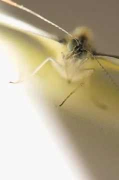 Cabbage pieris Stock Photos