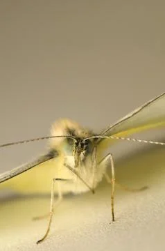 Cabbage pieris Stock Photos
