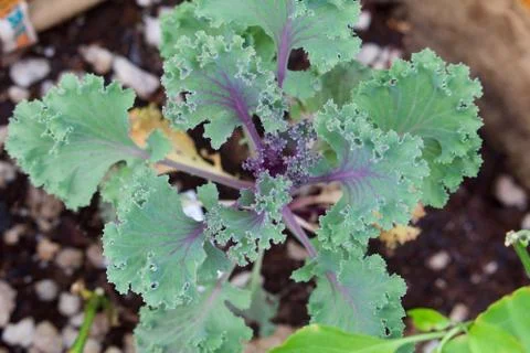 Cabbage plant closeup Stock Photos