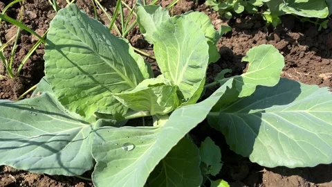 Cabbage Plant Growing in Field | Close-Up of Leafy Vegetable Crop Stock-Footage 323580703