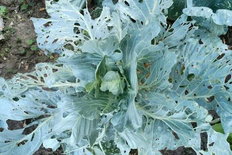 Cabbage plant with pest damage displaying natural garden challenges Stock Photos