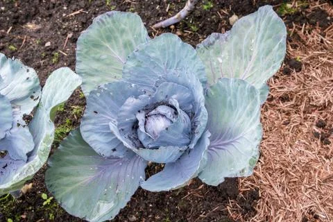 Cabbage plant Stock Photos