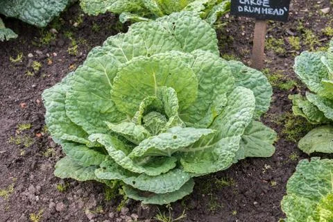 Cabbage plant Stock Photos