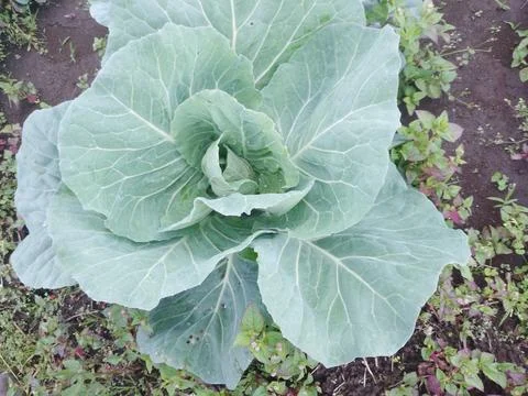 Cabbage plant Stock Photos