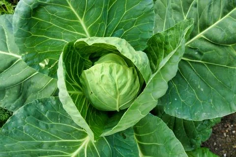 Cabbage Plant. Stock Photos
