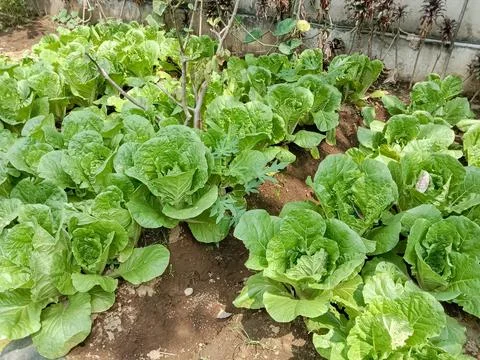 Cabbage plant Stock Photos