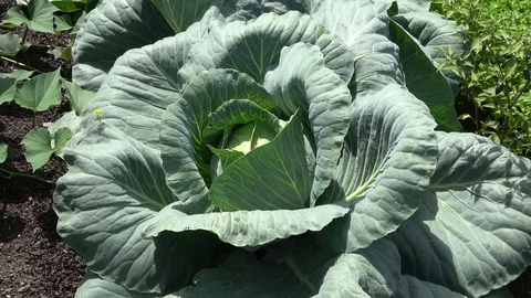 Cabbage plant in soil. Camera pans up normal speed Video stock 87793663