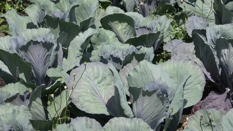 Cabbage plant in soil. Slow motion camera Stock Footage 87794133
