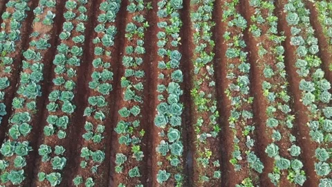 Cabbage plantation aerial Stock Footage 130890342