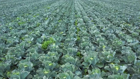 Cabbage plantation Stock Footage 162121071