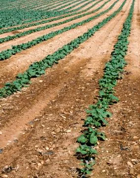 Cabbage plantation Stock Photos