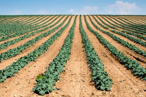 Cabbage plantation Stock Photos
