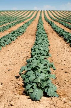 Cabbage plantation Stock Photos