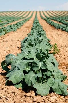Cabbage plantation Stock Photos