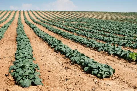 Cabbage plantation Stock Photos