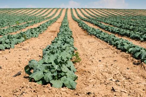 Cabbage plantation Stock Photos