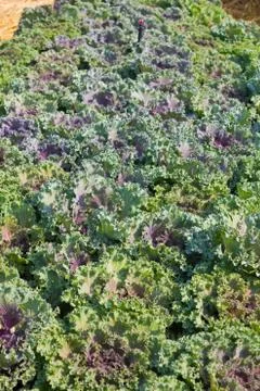 Cabbage in plantation. Stock Photos