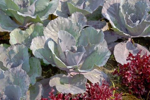 Cabbage in plantation. Stock Photos