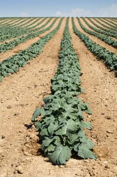 Cabbage plantation Stock Photos