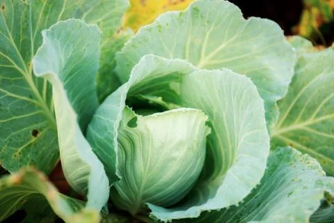 Cabbage on plantation. Stock Photos
