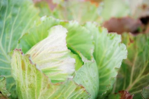 Cabbage on plantation. Stock Photos