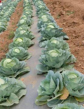 Cabbage plantation using modern technology in horticulture university Foto stock