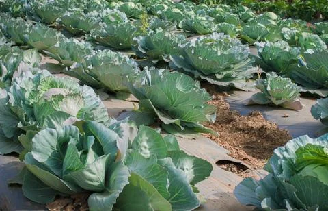 Cabbage plantation using modern technology in horticulture university Stock Photos