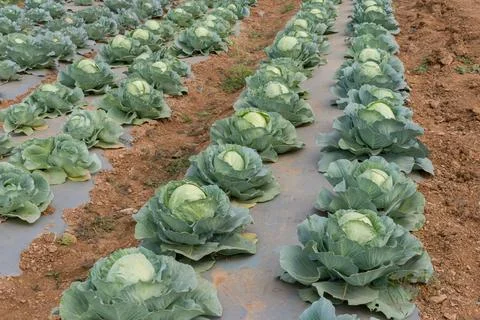 Cabbage plantation using modern technology in horticulture university Stock Photos