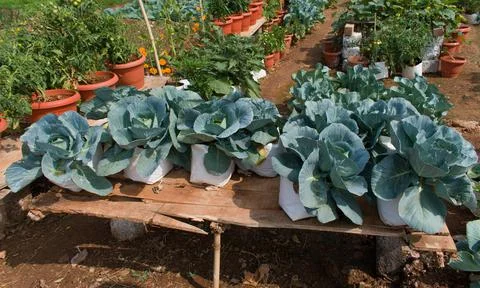 Cabbage plantation using modern technology in horticulture university Stock Photos