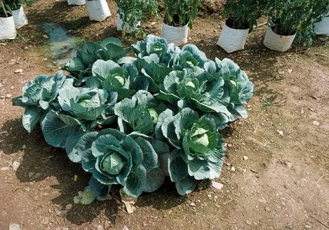 Cabbage plantation using modern technology in horticulture university Stock Photos