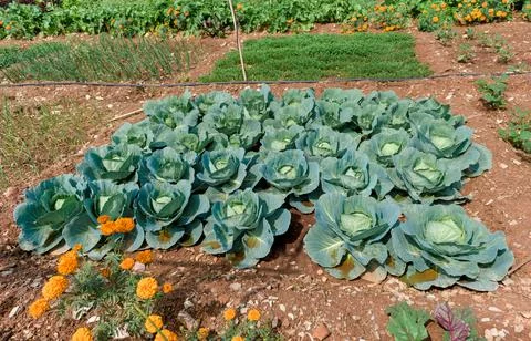 Cabbage plantation using modern technology in horticulture university Stock Photos