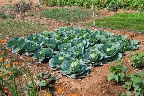 Cabbage plantation using modern technology in horticulture university Stock Photos