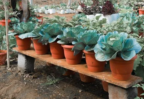 Cabbage plantation using modern technology in pots Foto stock