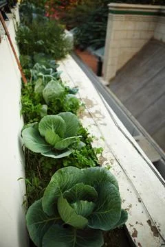 Cabbage Planted in outer Balcony Kitchen Urban Garden Stock Photos