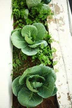Cabbage Planted in outer Balcony Kitchen Urban Garden Stock Photos