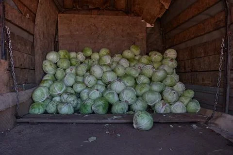 Cabbage is planted in a vegetable store. Stock Photos