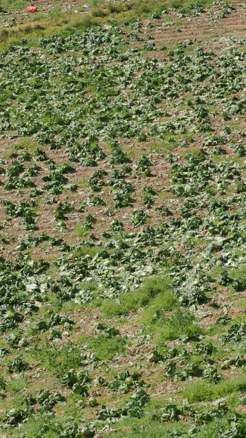 Cabbage plants across a field during daytime. Stock Footage 302305025