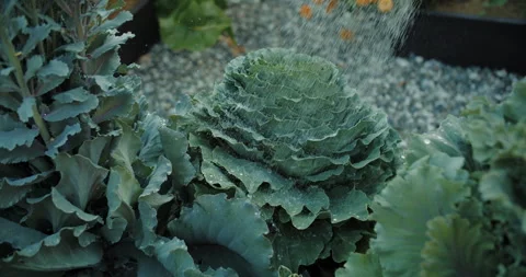 Cabbage plants being watered in backyard garden Stock Footage 313831251