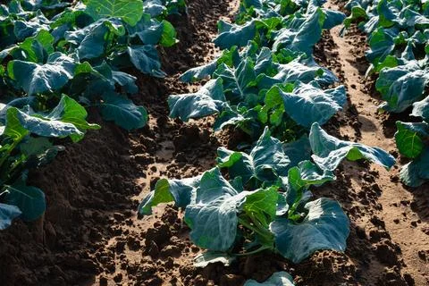 Cabbage Plants on Farm Stock Photos