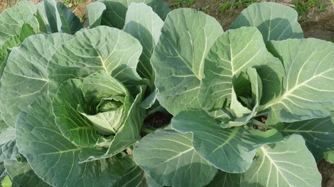 Cabbage Plants Stock Footage 332536151