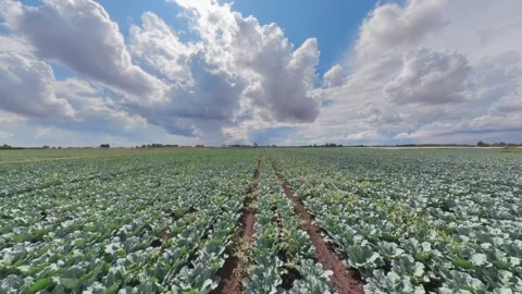 Cabbage plants grow in neat rows under a vast sky Vidéo 342955907